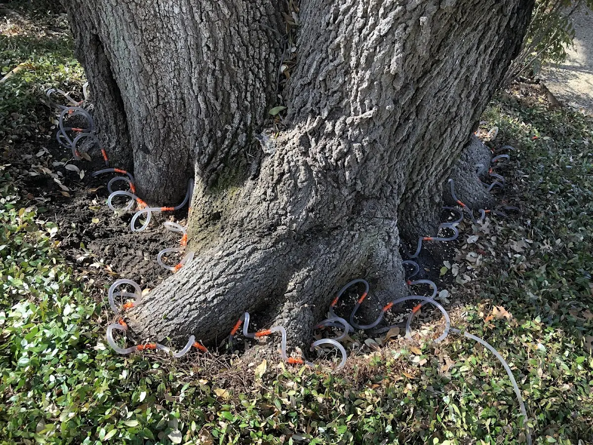 Detailed Tree Cabling and Bracing job site in Sonoita
